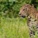 Jammu-Kashmir: Four-year-old boy killed by man-eating leopard