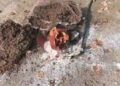 J&K | Suspicious Bag Found in Srinagar Outskirt, No IED: Police