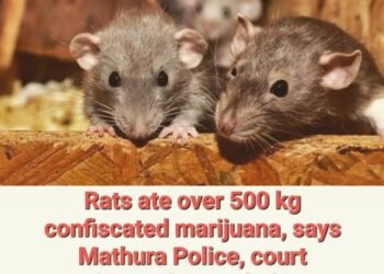 Rats ate over 500 kg confisticated marijuana, says Mathura Police, court demands proof of it