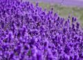 Farmers from J&K and north-eastern states get 4 lakhs lavender plants, training of its cultivation