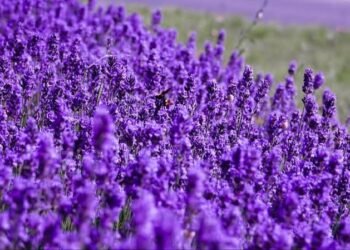 Farmers from J&K and north-eastern states get 4 lakhs lavender plants, training of its cultivation
