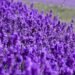 Farmers from J&K and north-eastern states get 4 lakhs lavender plants, training of its cultivation