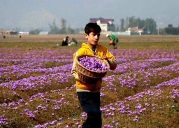 Indoor saffron cultivation now a reality in Kashmir; result has been phenomenal say growers