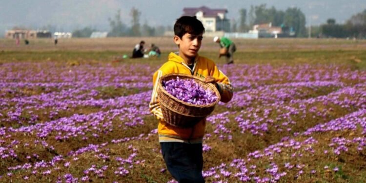 Indoor saffron cultivation now a reality in Kashmir; result has been phenomenal say growers