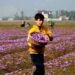 Indoor saffron cultivation now a reality in Kashmir; result has been phenomenal say growers