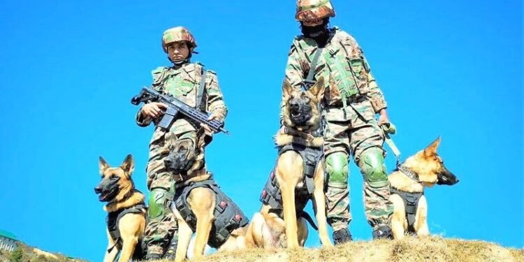 Warrior Dogs: From Braving the Line of Fire to Supporting Special Needs Children