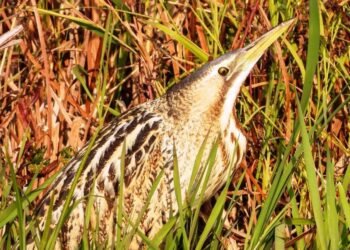 Rare Bird Spotted at Wular Lake in Kashmir