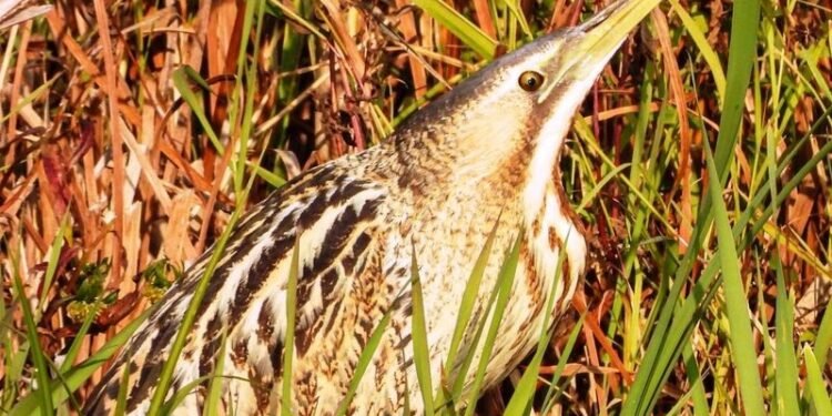 Rare Bird Spotted at Wular Lake in Kashmir