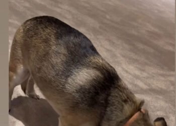 Priyanka Chopra Shares Adorable Moments with Pet Dog Diana