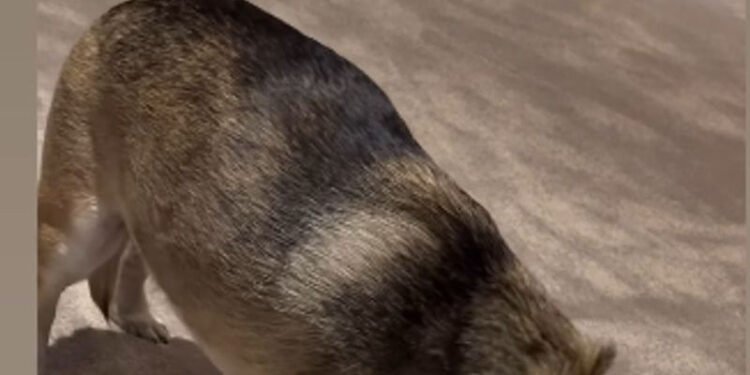 Priyanka Chopra Shares Adorable Moments with Pet Dog Diana