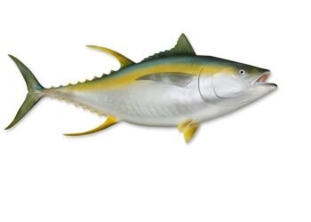 Tuna never had it so good; India’s mega-export push