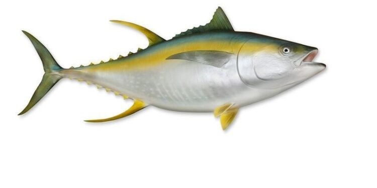 Tuna never had it so good; India’s mega-export push