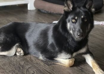 Dog escapes, makes 20-mile roundtrip before returning home for Christmas