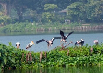 Mathura wetland draws migratory birds from Central Asia, Siberia, Tibet