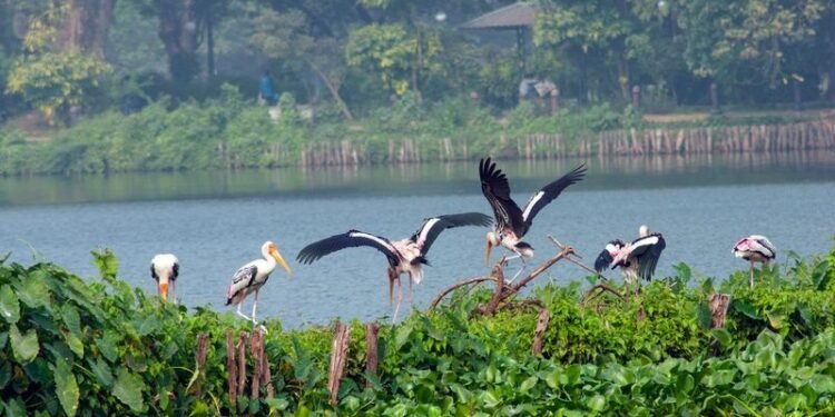 Mathura wetland draws migratory birds from Central Asia, Siberia, Tibet