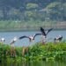 Mathura wetland draws migratory birds from Central Asia, Siberia, Tibet