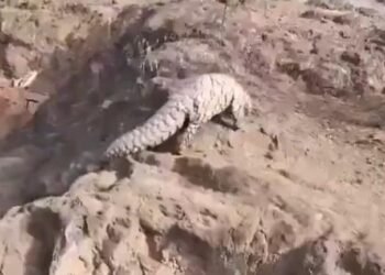 Rare Indian Pangolin rescued near LoC in Rajouri