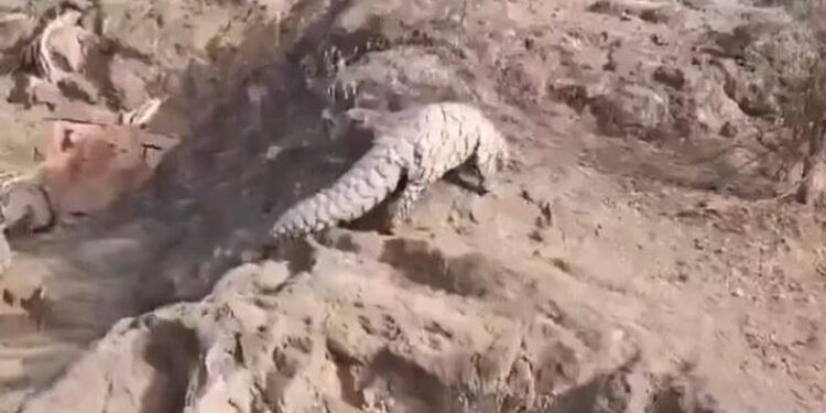 Rare Indian Pangolin rescued near LoC in Rajouri