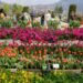 Asia’s largest tulip garden in Srinagar opens for public