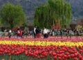 Srinagar’s tulip garden to open on March 26