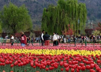 Srinagar’s tulip garden to open on March 26