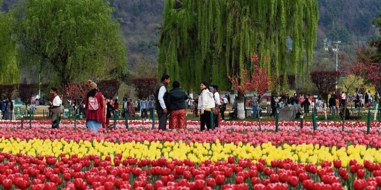 Srinagar’s tulip garden to open on March 26