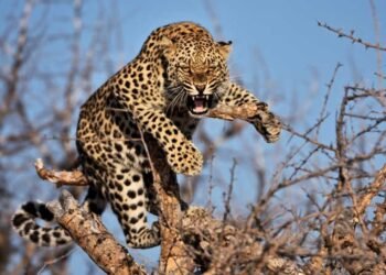 Centre to provide Rs 150-crore support to International Big Cat Alliance, signs pact