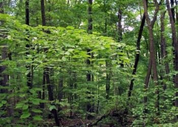 Forest area of over 13,000 sq km encroached in 25 states, UTs: Govt report