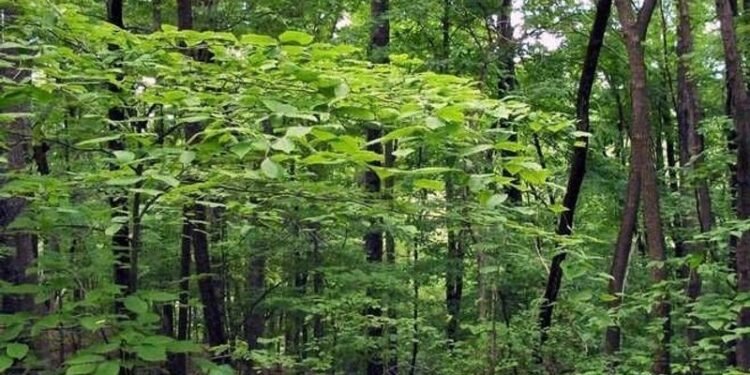 Forest area of over 13,000 sq km encroached in 25 states, UTs: Govt report