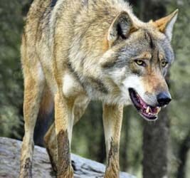 4 Indian grey wolves brought to Jambu Zoo