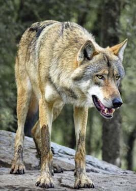 4 Indian grey wolves brought to Jambu Zoo