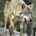 4 Indian grey wolves brought to Jambu Zoo