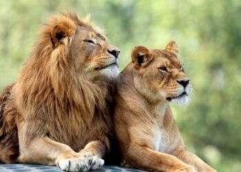 Lion number in Gujarat goes up from 674 to 891 in 5 years; footprint expands too
