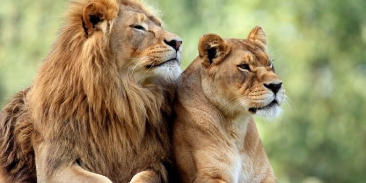 Lion number in Gujarat goes up from 674 to 891 in 5 years; footprint expands too