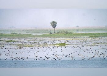 Rare migratory bird sighted in Valley wetland