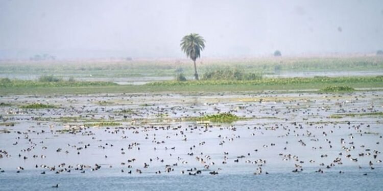 Rare migratory bird sighted in Valley wetland