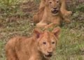 Lion cubs make their debut at Jambu Zoo in Jammu