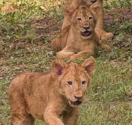 Lion cubs make their debut at Jambu Zoo in Jammu