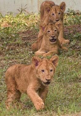 Lion cubs make their debut at Jambu Zoo in Jammu