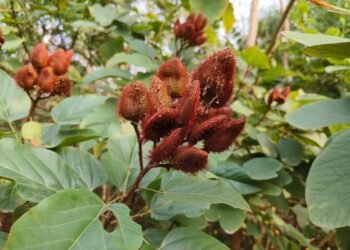 World Environment Day: PM Modi honours women and environment, plants Sindoor sapling