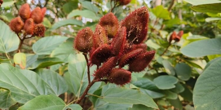 World Environment Day: PM Modi honours women and environment, plants Sindoor sapling