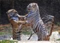 Apex tiger body flags poaching across reserves