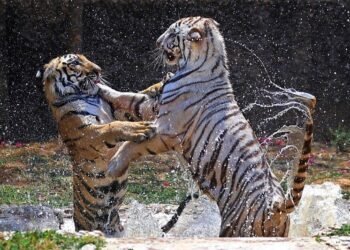 Apex tiger body flags poaching across reserves