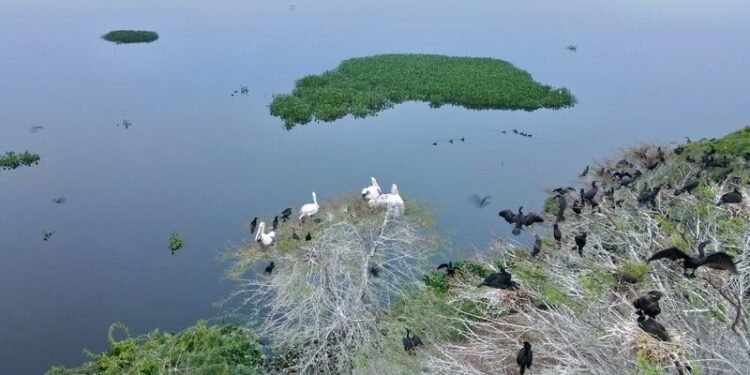 2 more wetlands get Ramsar tag, tally rises to 91