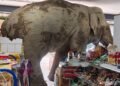 Trunk full of treats: Hungry wild elephant raids grocery store in Thailand