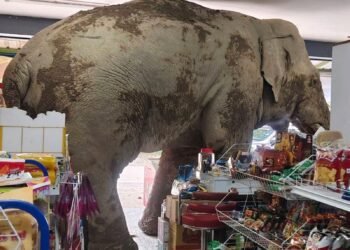 Trunk full of treats: Hungry wild elephant raids grocery store in Thailand