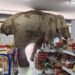 Trunk full of treats: Hungry wild elephant raids grocery store in Thailand