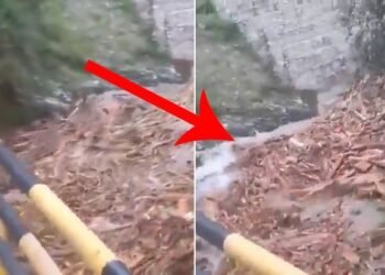 Scene not from ‘Pushpa’, but Kullu flashfloods; watch terrifying video of hundreds of logs flowing downstream