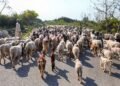 Intel Warns: Alleged Extra-Judicial Killings Could Alienate Gujjars from Security Forces in J&K