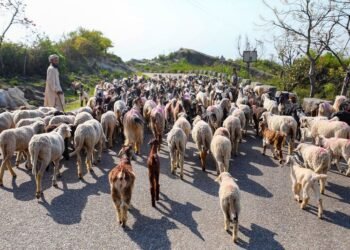 Intel Warns: Alleged Extra-Judicial Killings Could Alienate Gujjars from Security Forces in J&K